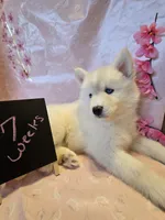 Sugar , a female Pomsky for sale in Canton, OH – Photo 4 of 6