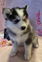 Luna, a female Pomsky for sale in Canton, OH – Photo 4 of 6