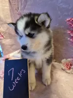 Luna, a female Pomsky for sale in Canton, OH – Photo 5 of 6