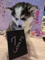 Luna, a female Pomsky for sale in Canton, OH – Photo 2 of 6