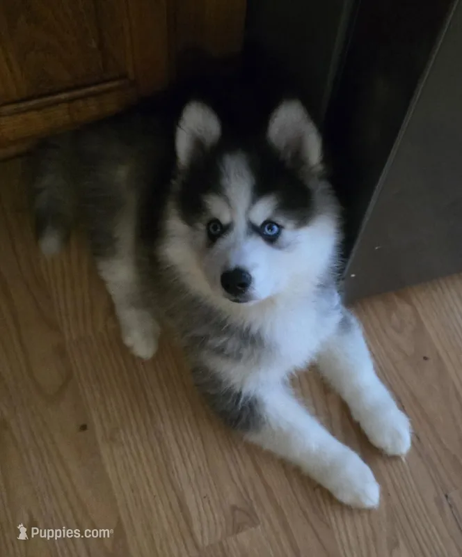 Luna – Pomsky puppy for sale in Canton, OH