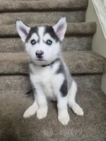 Doc, a male Pomsky for sale in Canton, OH – 3 of 6