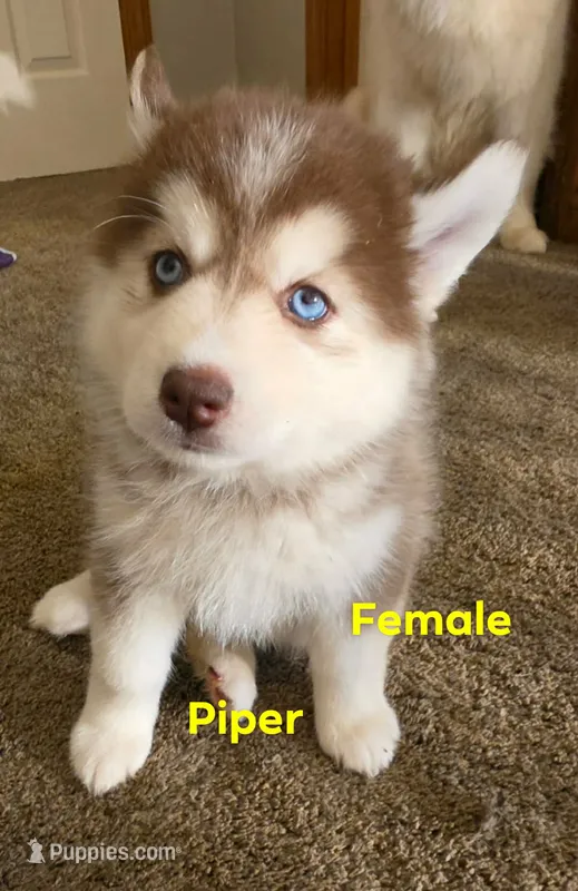 piper – Pomsky puppy for sale in Canton, OH