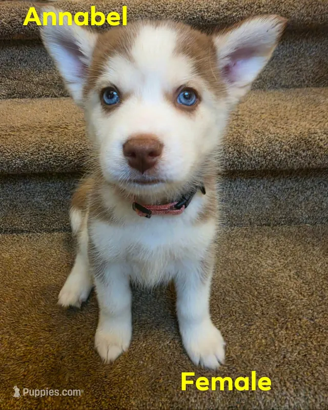 Annabella – Pomsky puppy for sale in Canton, OH