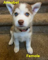 Annabella, a male Pomsky for sale in Canton, OH – 1 of 2