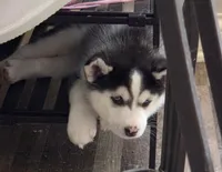 Doc, a male Pomsky for sale in Canton, OH – 2 of 6