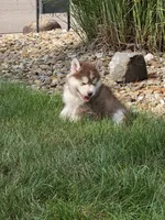 piper, a female Pomsky for sale in Canton, OH – 6 of 7