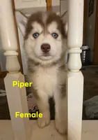piper, a female Pomsky for sale in Canton, OH – 2 of 7