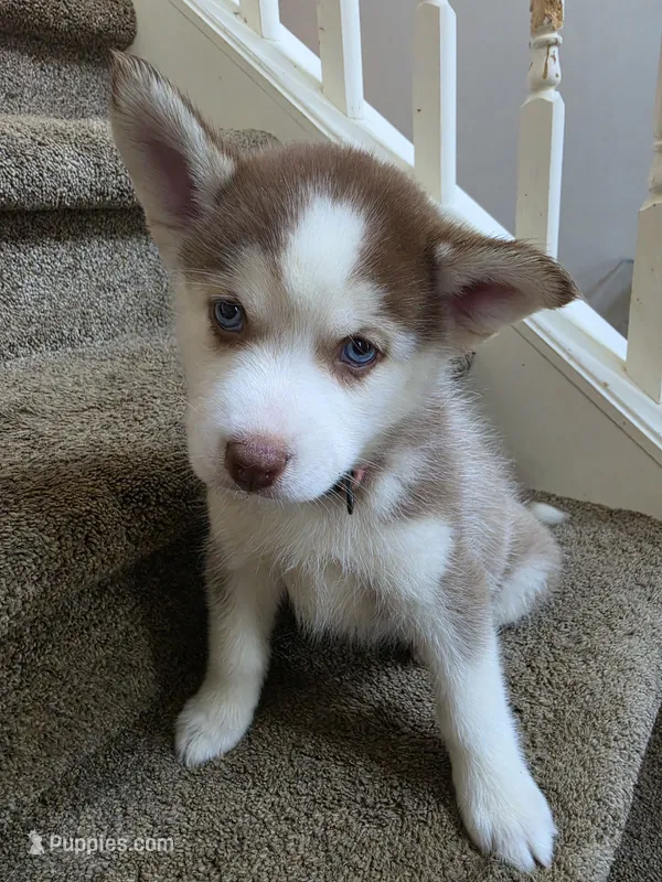 Annabella – Pomsky puppy for sale in Canton, OH