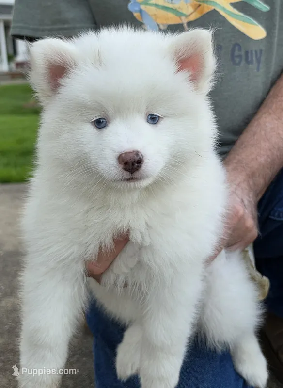 Fred – Pomsky puppy for sale in Canton, OH