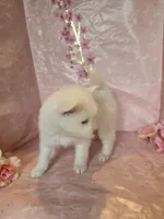 Fred, a male Pomsky for sale in Canton, OH – Photo 3 of 5