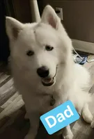 Fred, a male Pomsky for sale in Canton, OH – Photo 5 of 5