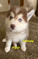 piper, a female Pomsky for sale in Canton, OH – 1 of 7