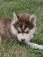 piper, a female Pomsky for sale in Canton, OH – 4 of 7