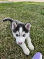 Doc, a male Pomsky for sale in Canton, OH – 5 of 6