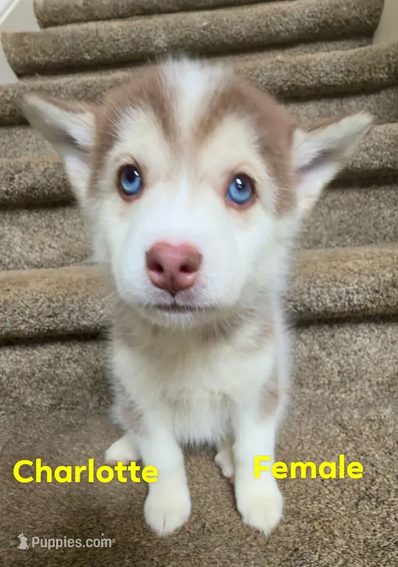charlotte – Pomsky puppy for sale in Canton, OH