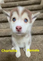 charlotte, a female Pomsky for sale in Canton, OH – 1 of 5