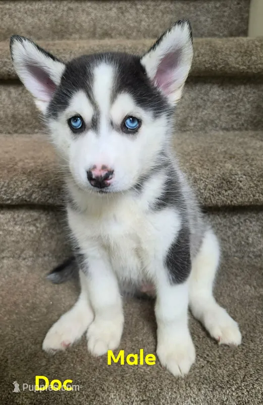 Doc – Pomsky puppy for sale in Canton, OH