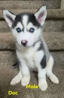 Doc, a male Pomsky for sale in Canton, OH – 1 of 6