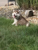 piper, a female Pomsky for sale in Canton, OH – 7 of 7