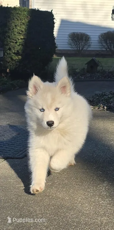 Sugar  – Pomsky puppy on hold in Canton, OH