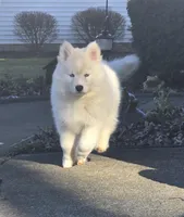 Sugar , a female Pomsky for sale in Canton, OH – Photo 2 of 6