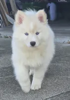 Sugar , a female Pomsky for sale in Canton, OH – Photo 4 of 6