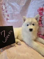 Sugar , a female Pomsky for sale in Canton, OH – Photo 5 of 6