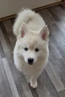 Sugar , a female Pomsky for sale in Canton, OH – Photo 3 of 6