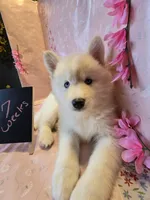 Sugar , a female Pomsky for sale in Canton, OH – Photo 6 of 6