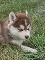 piper, a female Pomsky for sale in Canton, OH – 5 of 7