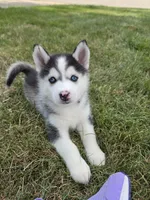 Doc, a male Pomsky for sale in Canton, OH – 6 of 6