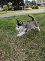 Doc, a male Pomsky for sale in Canton, OH – 4 of 6