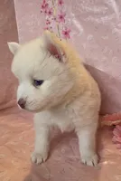 Daphue, a female Pomsky for sale in Canton, OH – Photo 4 of 8