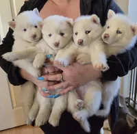 Daphue, a female Pomsky for sale in Canton, OH – Photo 6 of 8