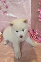 Daphue, a female Pomsky for sale in Canton, OH – Photo 2 of 8