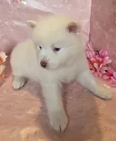 Daphue, a female Pomsky for sale in Canton, OH – Photo 3 of 8