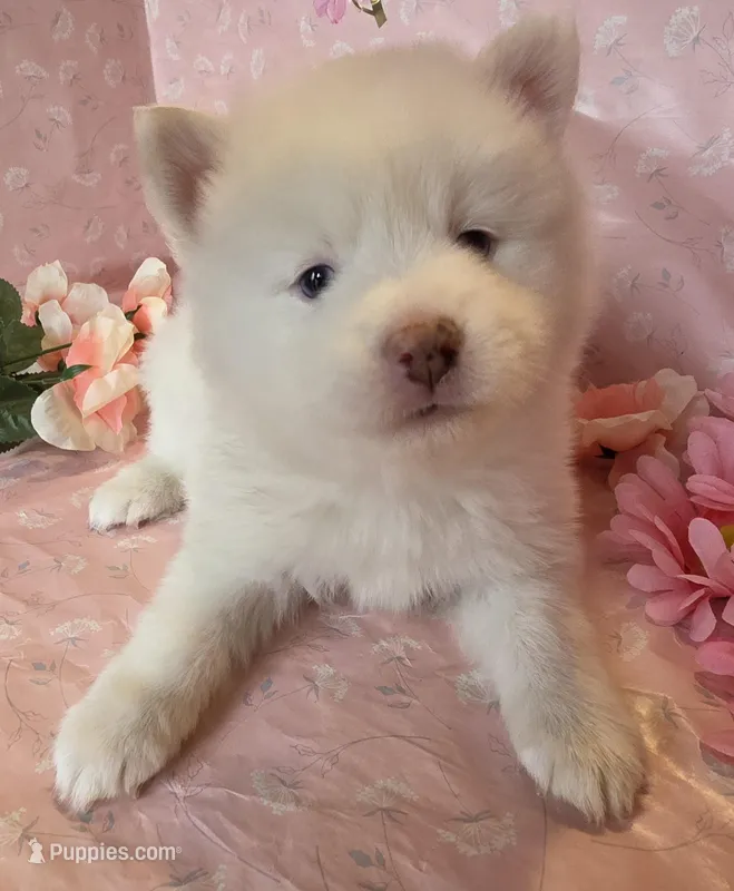 Daphue – Pomsky puppy on hold in Canton, OH