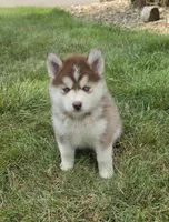 piper, a female Pomsky for sale in Canton, OH – 3 of 7