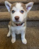 Annabella, a male Pomsky for sale in Canton, OH – 2 of 2