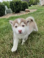 charlotte, a female Pomsky for sale in Canton, OH – 4 of 5