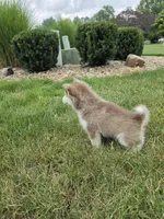 charlotte, a female Pomsky for sale in Canton, OH – 5 of 5