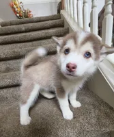 charlotte, a female Pomsky for sale in Canton, OH – 3 of 5