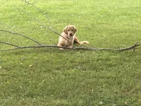 Maggie , a female Golden Retriever for sale in Climax, NC – 4 of 7