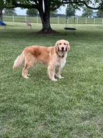 Maggie , a female Golden Retriever for sale in Climax, NC – 7 of 7