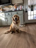 Maggie , a female Golden Retriever for sale in Climax, NC – 3 of 7