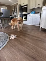Maggie , a female Golden Retriever for sale in Climax, NC – 5 of 7