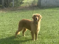 Maggie , a female Golden Retriever for sale in Climax, NC – 2 of 7