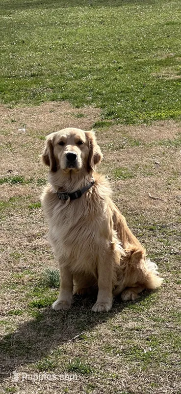 Maggie  – Golden Retriever puppy for sale in Climax, NC