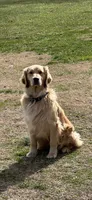 Maggie , a female Golden Retriever for sale in Climax, NC – 1 of 7